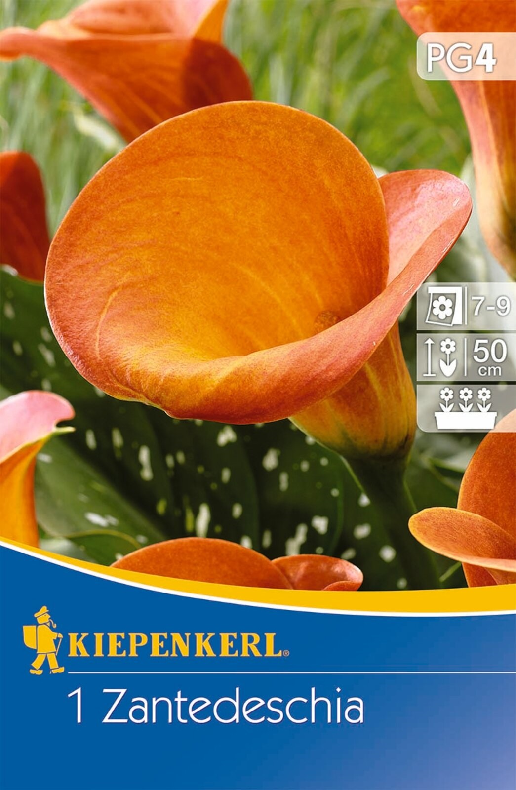 Bulve Kale (Zantedeschia) oranžna (oranžna) Kiepenkerl 1 kos
