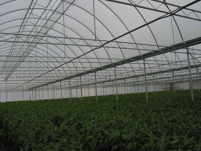 Folija TVK 8,5x60m 0,12 Natur SON