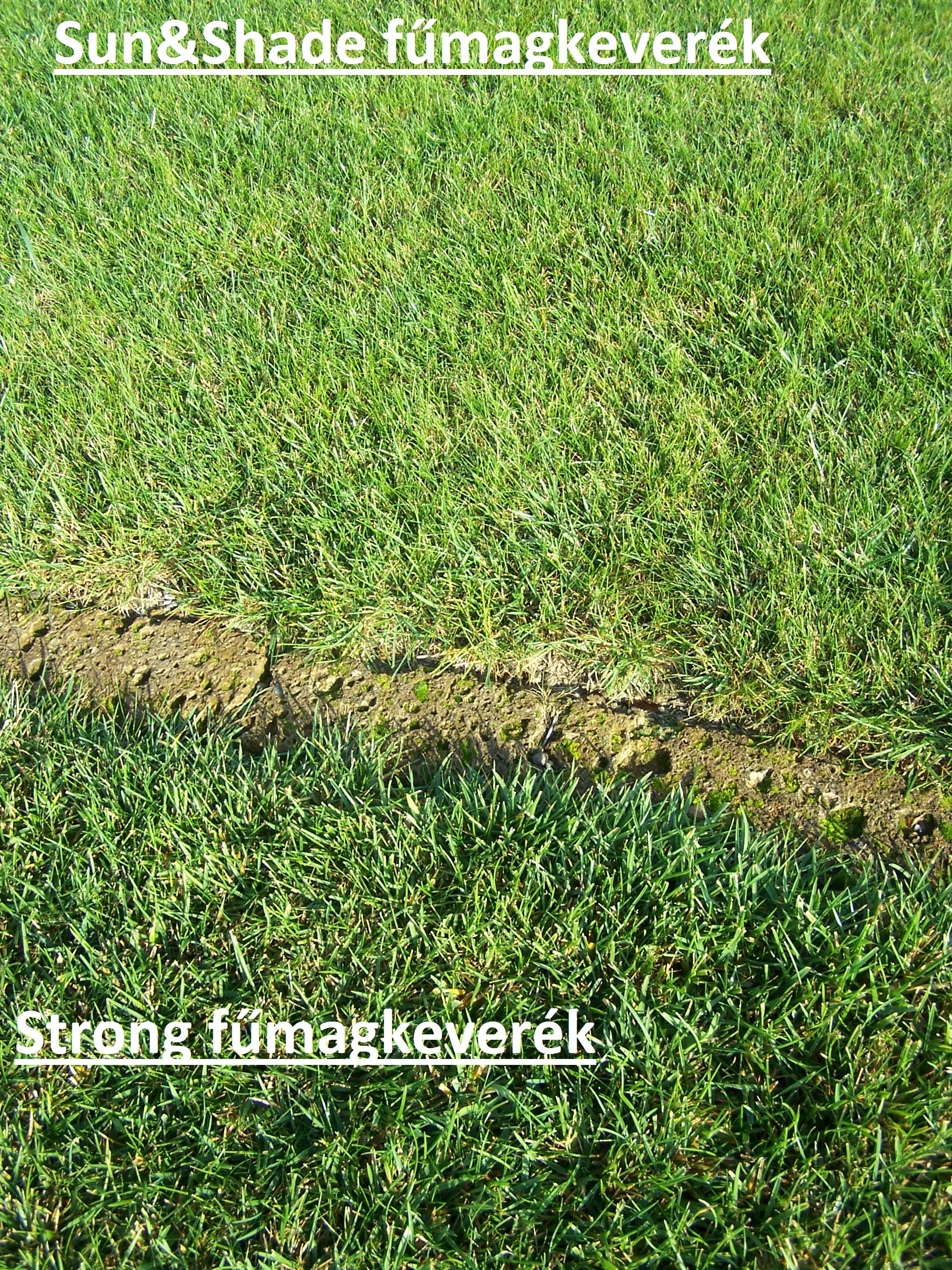 ICL travno seme Sun &amp; Shade (odporno na senco) 10 kg