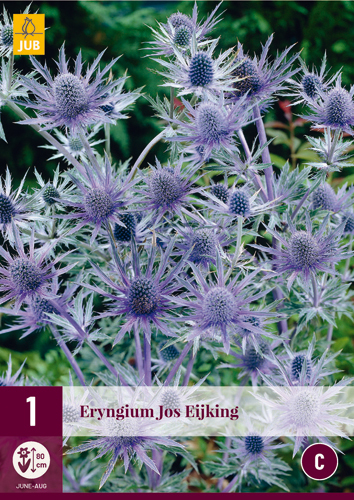 Trajnica Eryngium Jos Eijking (Iringos) 1 JUB