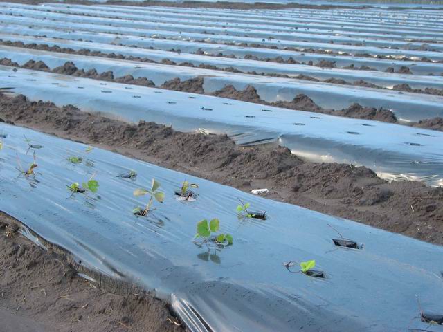 Folija TVK širine 8,5 m Črna 0,12 TOAFR, razrezana po velikosti