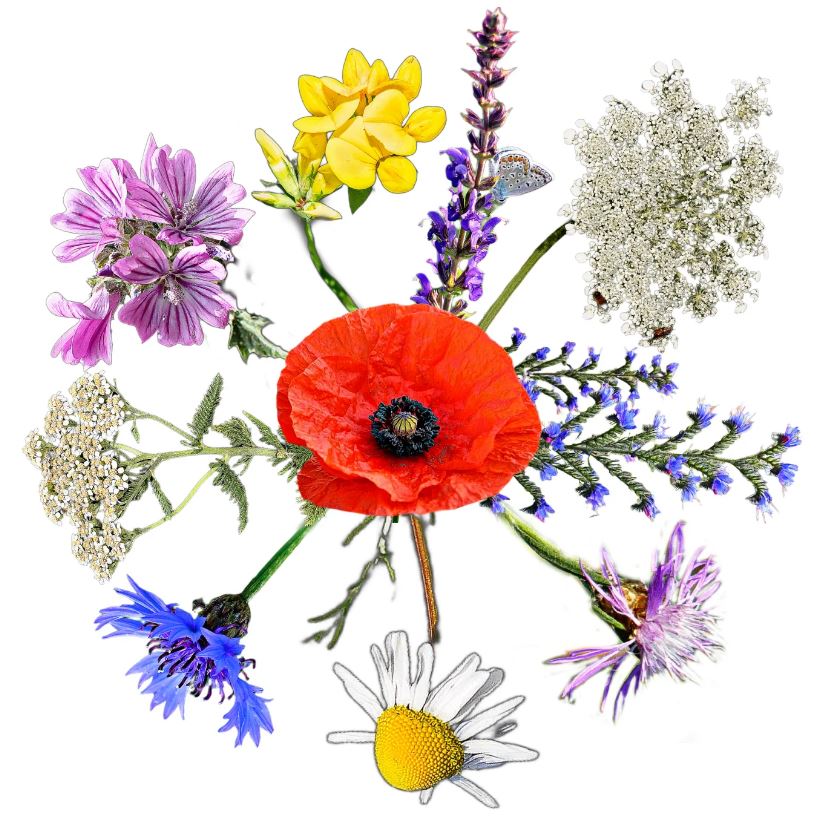 Wildflower native Hungarian flower seed mix Beeswax 2.0 50g