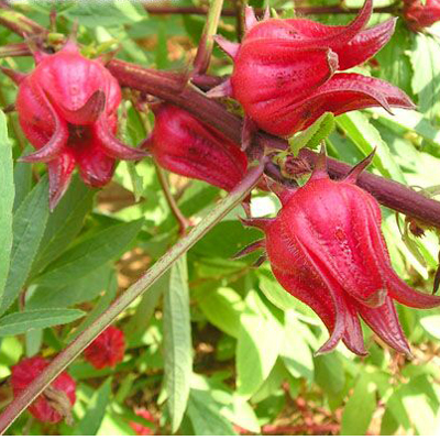 Čajni hibiskus (Hibiscus sabdariffa ) 5 semen