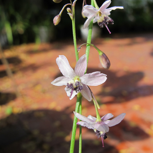Bledi lilijevec (Arthropodium milleflorum) 5 semen