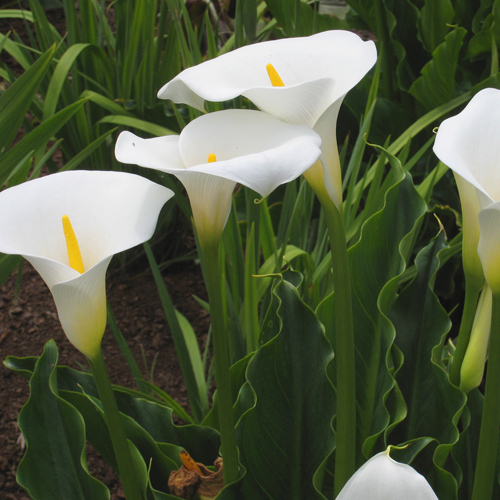 Bela lilija (Zantedeschia aethiopica) 5 semen