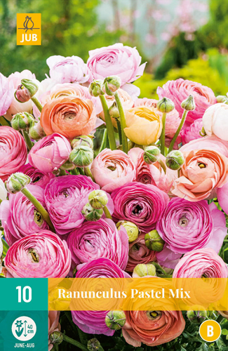 Bulb Buttercup (Ranunculus) Pastel Mix 10 pcs JUB