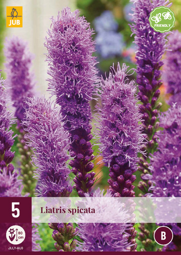 Évelő Liatris spicata 5 db JUB