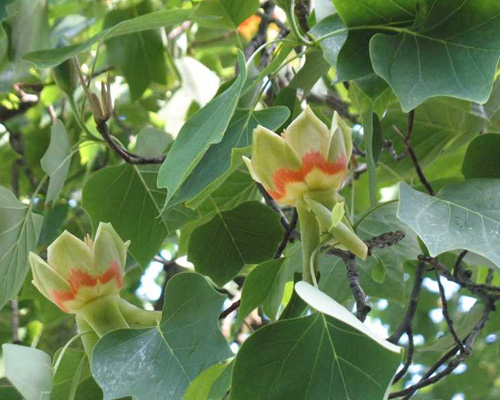 Ameriški tulipan (Liriodendron tulipifera) 5 semen