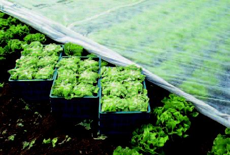 Folija iz gaze 8,45x100m 19 gr/m2