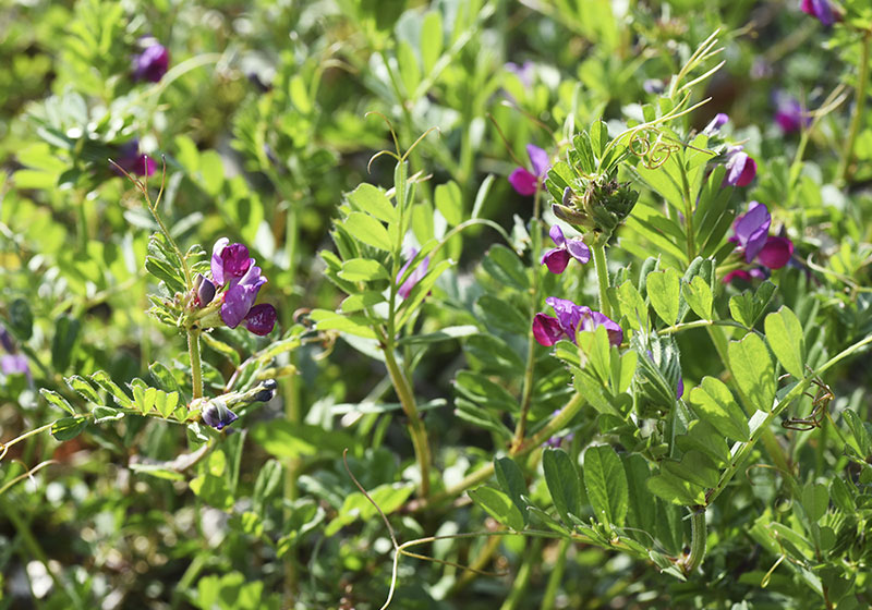 Spring vetch 25 kg