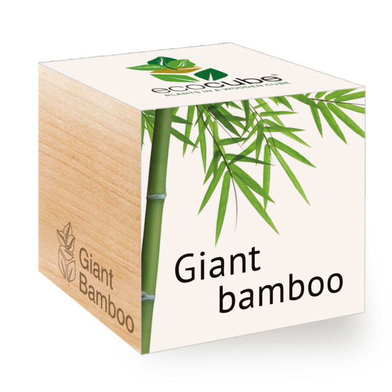 Ecocube-Oriatic bambus