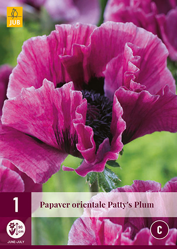 Trajnica Papaver orientale Patty's Plum (mak) 1 kos JUB