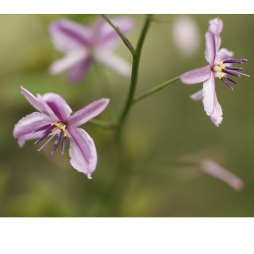 Chocolate lily (Arthropodium strictum) 5 seeds