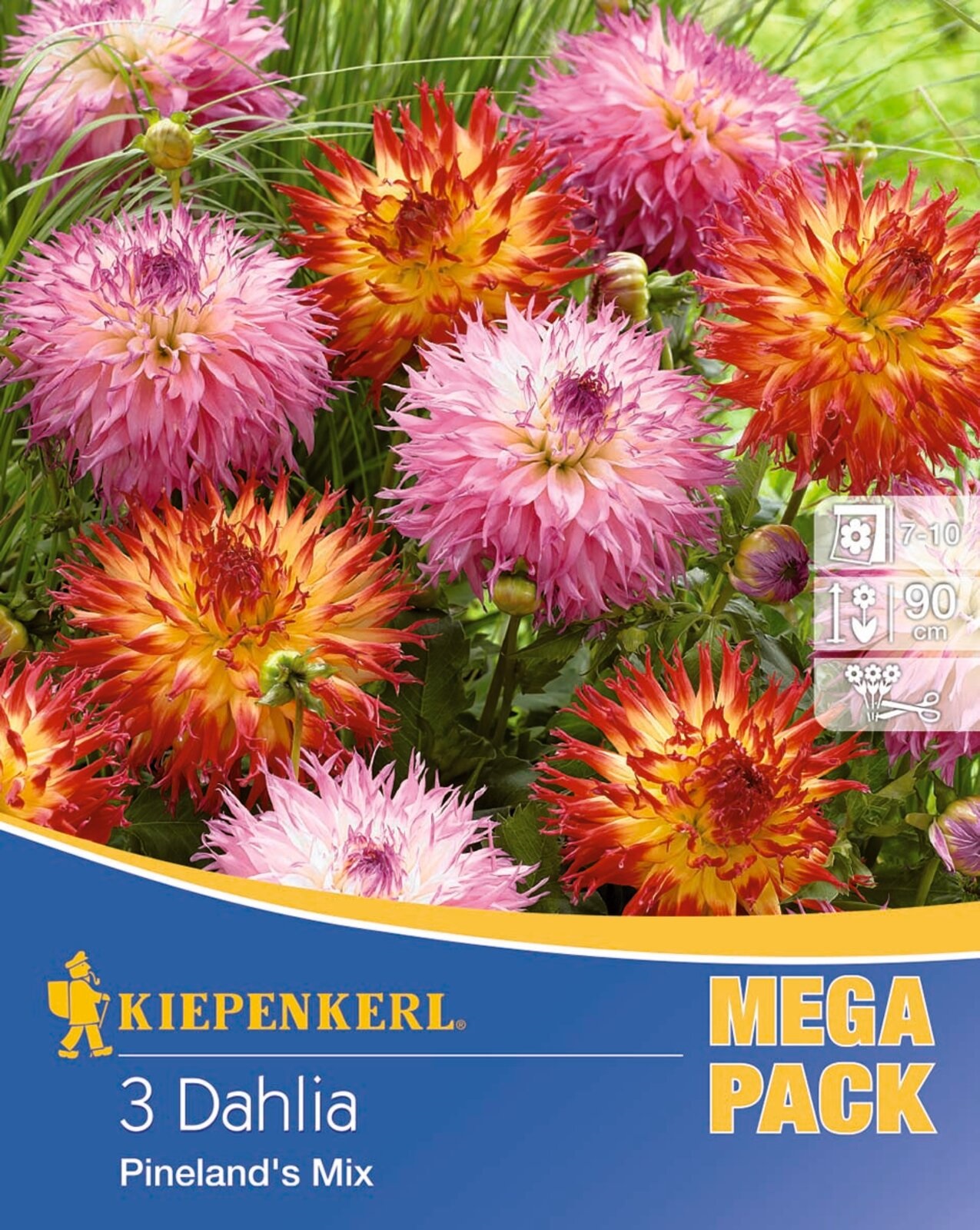 Čebulice Dahlia obrobljene Pineland´s Mix 3 kosov
