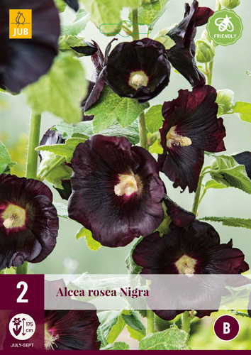 Perennial Alcea Rosea Nigra (Raspberry Rosea) 2 pieces JUB