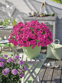 Petunia runner mix 6 sadik