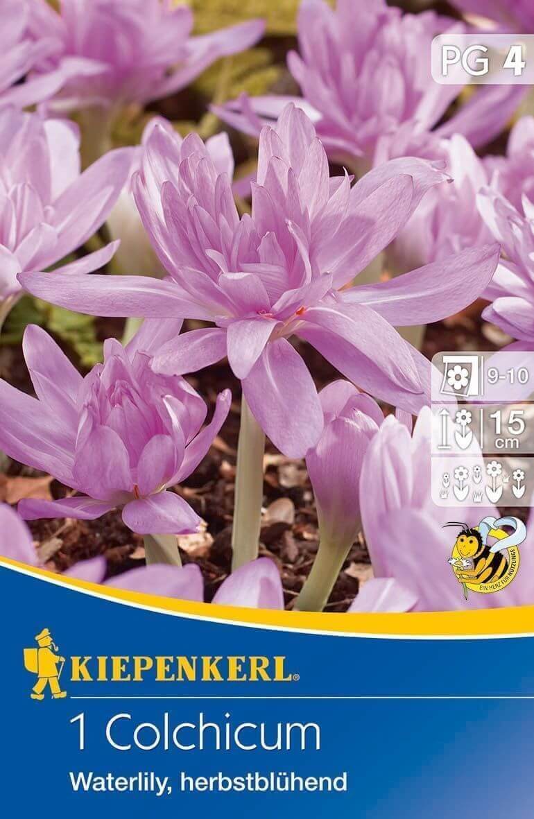 Čičerika (Colchicum) Vodne lilije 1 pc Kiepenkerl