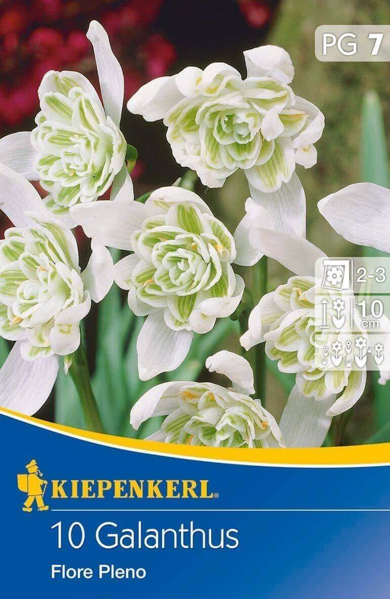 Čebulice Snežne kapice Flore Pleno Kiepenkerl 15 kosov