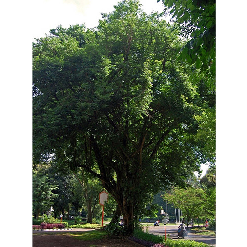Rosewood (Dalbergia latifolia) 5 semen