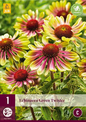 Trajnica Echinacea Green Twister 1 JUB