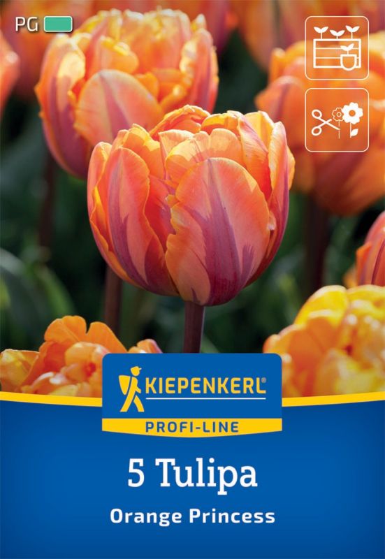 Cvetlična čebulica tulipan oranžna princesa 5 kosov Kiepenkerl