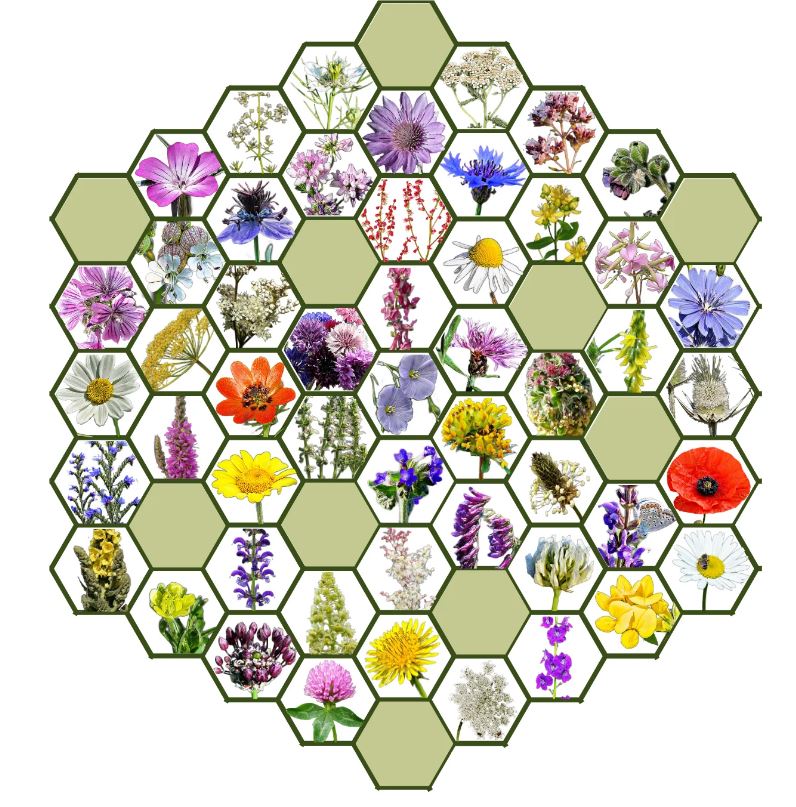 Wildflower native Hungarian flower seed mix Bee Ne? 50g