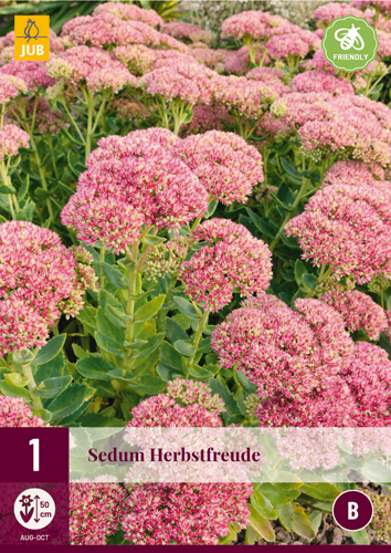 Trajnica Sedum Herbstfreude 1 JUB