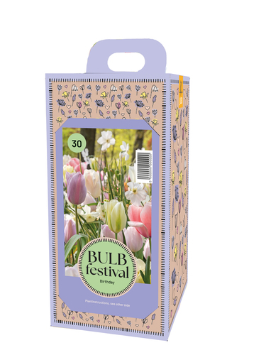 Žarnice v škatli Tulipan Rojstni dan 30 kosov JUB