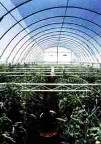 Film TVK 16x52m 0,17 UV 3 leta S3N