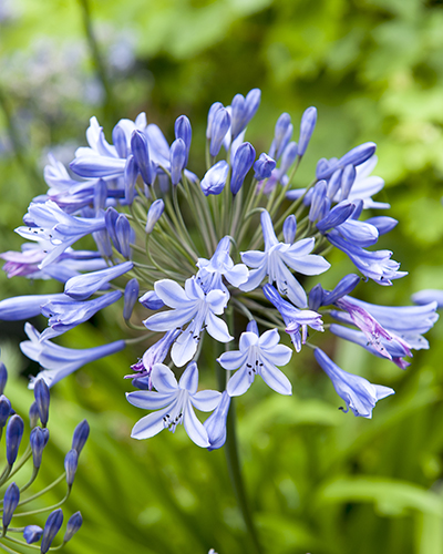 Évelő Agapanthus Blue Giant 1 db JUB