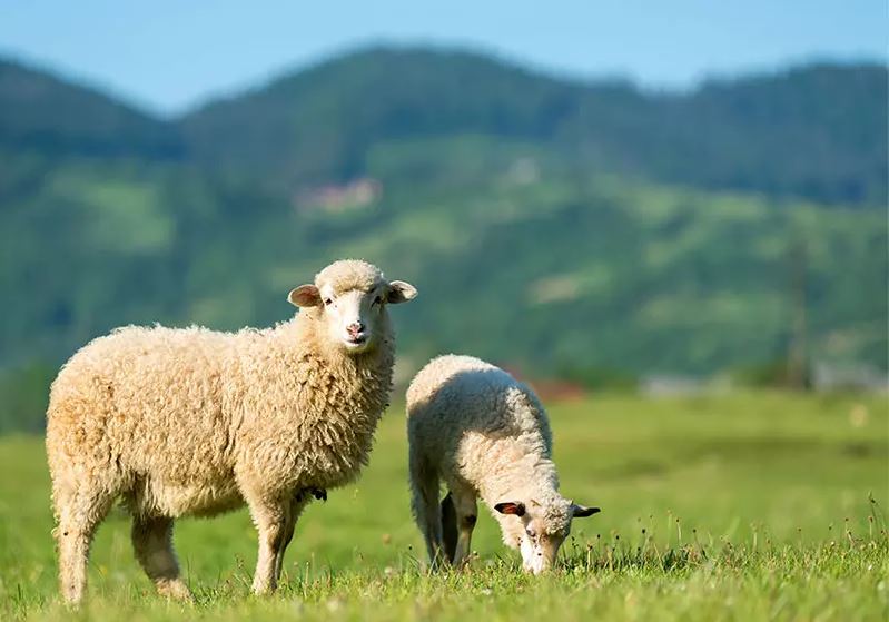 Grass Seed Professional Pasture Mix Favorit (Sheep Pasture) 25 kg