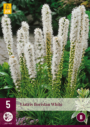 Évelő Liatris floristan White 5 db JUB