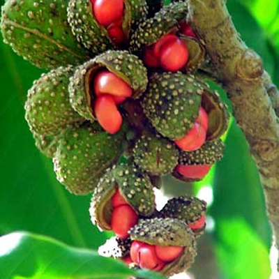 Lilija (Magnolia champaca) 5 semen