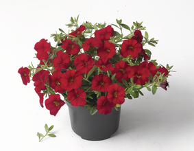 Petunia runner mix 6 sadik
