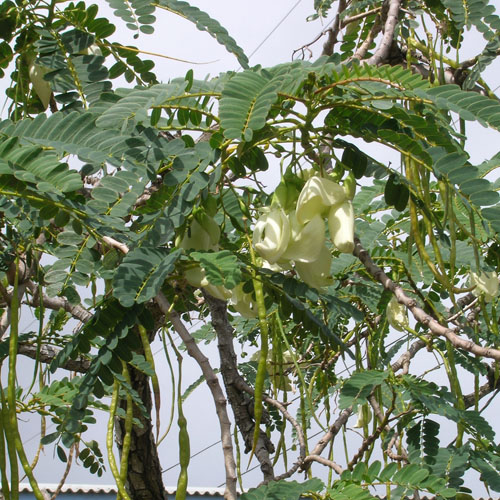 Belocvetni kolibri (Sesbania grandiflora) 5 semen