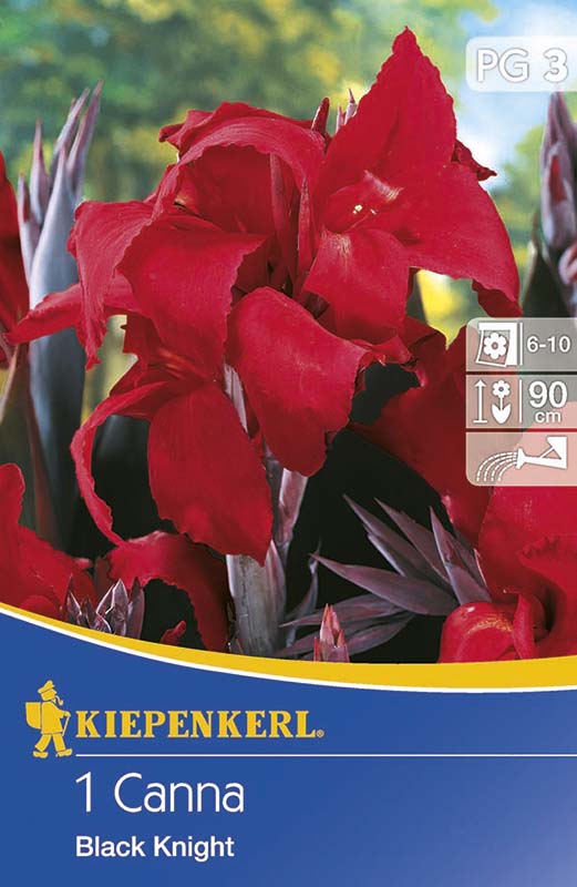 Cvetna čebulica Canna Black Knight rdeča 1 kos