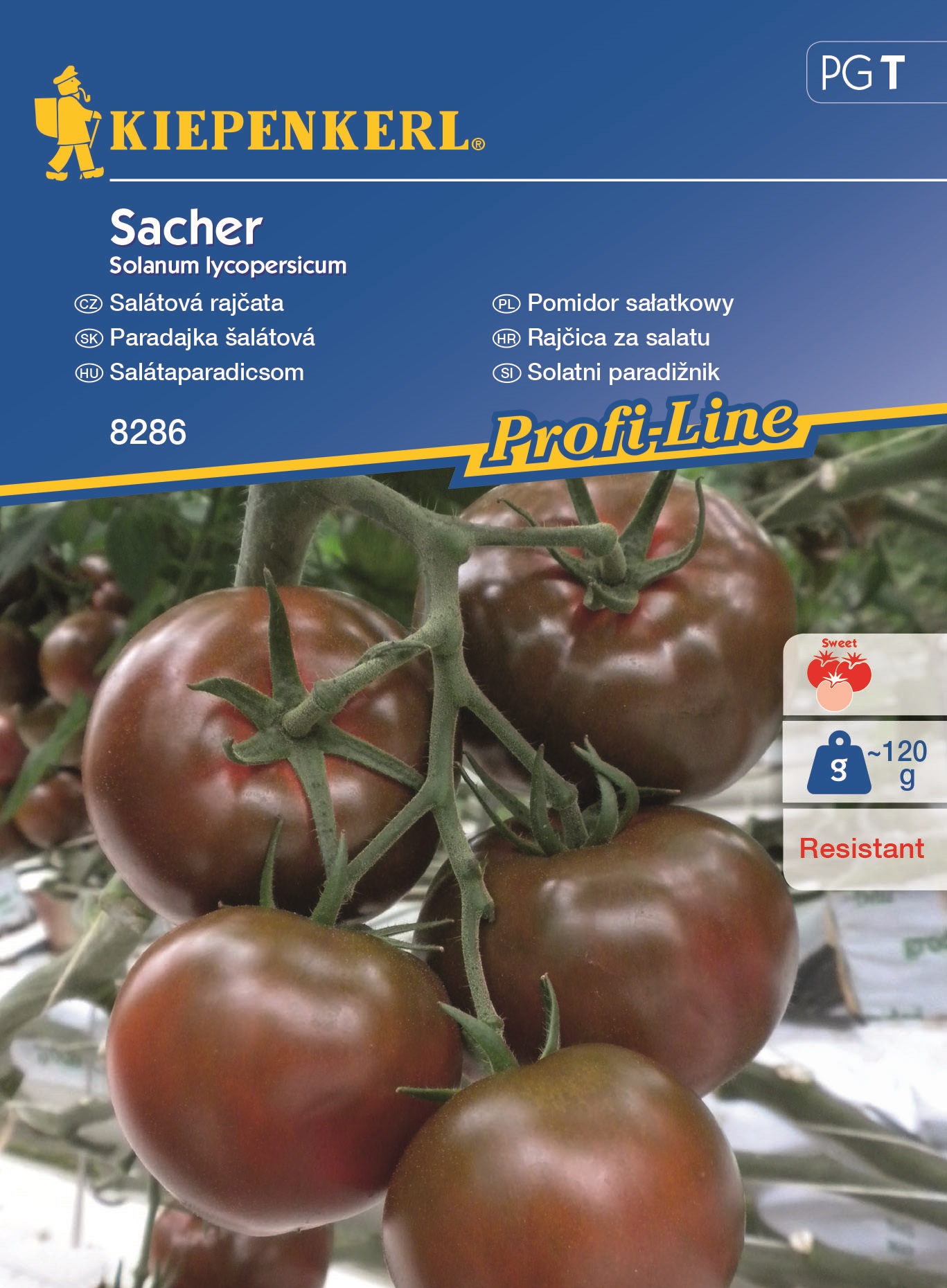 Salad tomatoes Sacher Kiepenkerl 7 pieces
