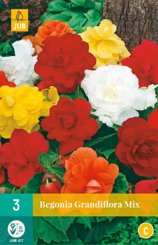 Bulb Begonia Grandifllora Mix 3 pieces JUB
