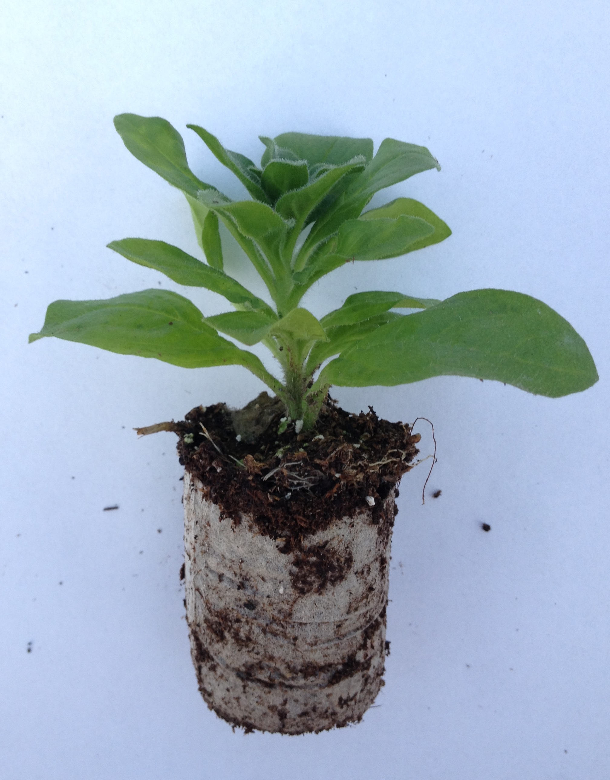 Petunia runner mix 6 sadik