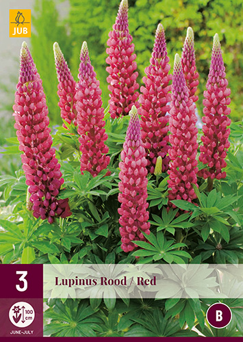 Perennial Lupinus Rood/Red (Star Lupinus) 3 pcs JUB