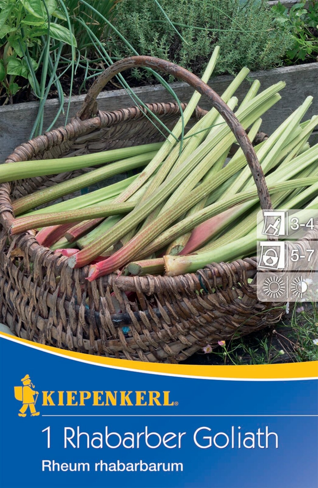 Rhubarb Goliath Kiepenkerl 1 plant