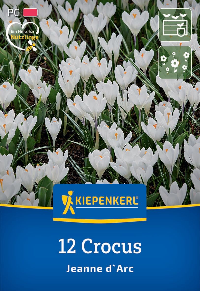 Virághagyma Krókusz Jeanne d'Arc Kiepenkerl 12 db