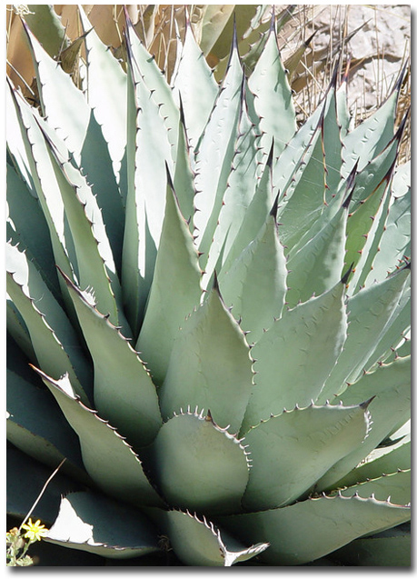 Agava za meskal (Agave parryi var. neomexicana) 5 zrn
