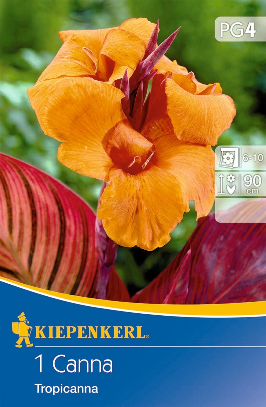 Čebulica Canna Tropicanna (oranžna) Kiepenkerl 1 kos