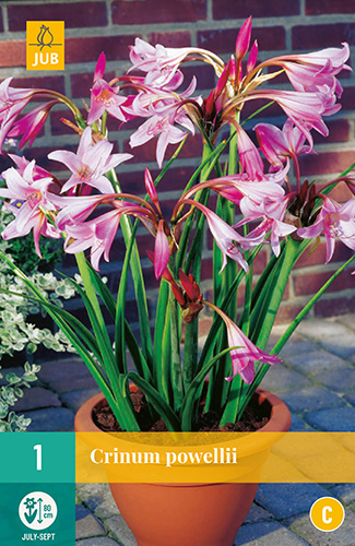 Dolinska lilija Crinum Powellii (Rožna dolinska lilija) 1 JUB
