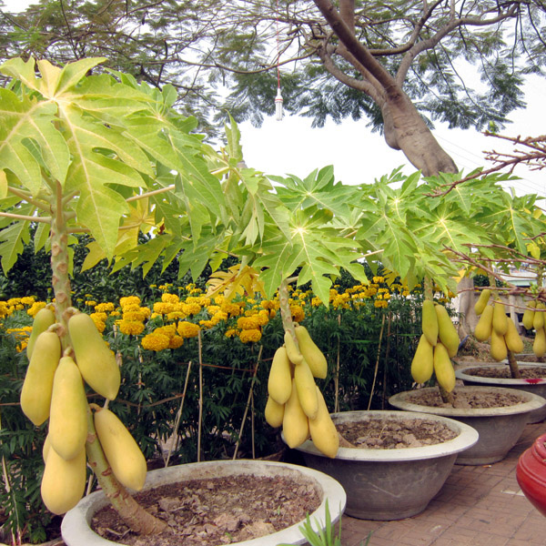 Papaja (Carica Papaya) 5 zrn