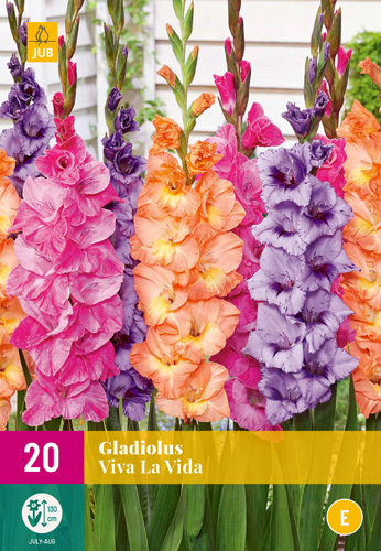 Čebulice Gladiolus Viva La Vida (Mečnik) 20 kosov JUB