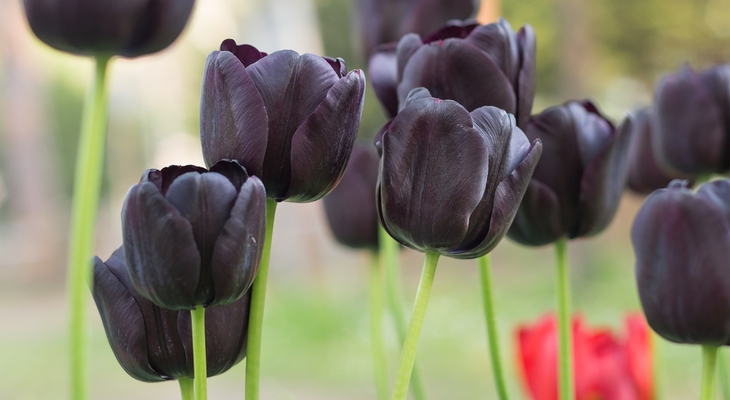 Flower bulb Tulip collection 3x6 pcs black Rédei Kertimag