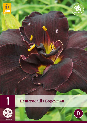 Trajnica Hemerocallis Bogeyman (Mantis Lily) 1 JUB