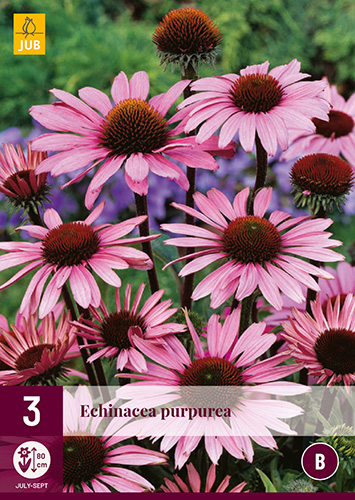 Évelő Echinacea purpurea (Kasvirág) 3 db JUB